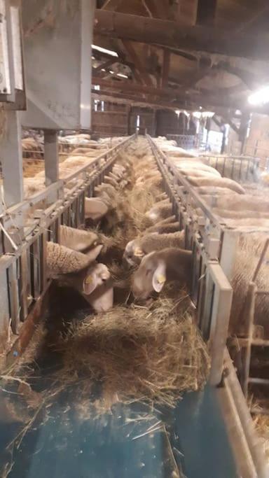 Gite A La Ferme, Avec Animaux, Fromages Et Nature Neuville-les-Decize Dış mekan fotoğraf