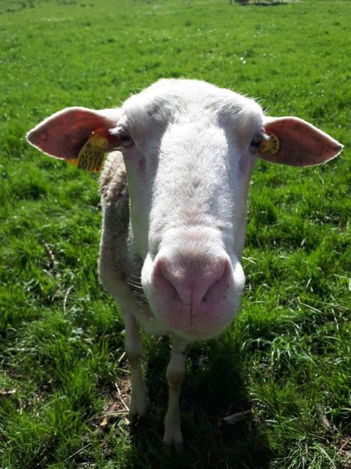 Gite A La Ferme, Avec Animaux, Fromages Et Nature Neuville-les-Decize Dış mekan fotoğraf