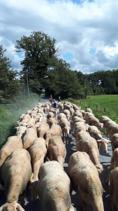 Gite A La Ferme, Avec Animaux, Fromages Et Nature Neuville-les-Decize Dış mekan fotoğraf