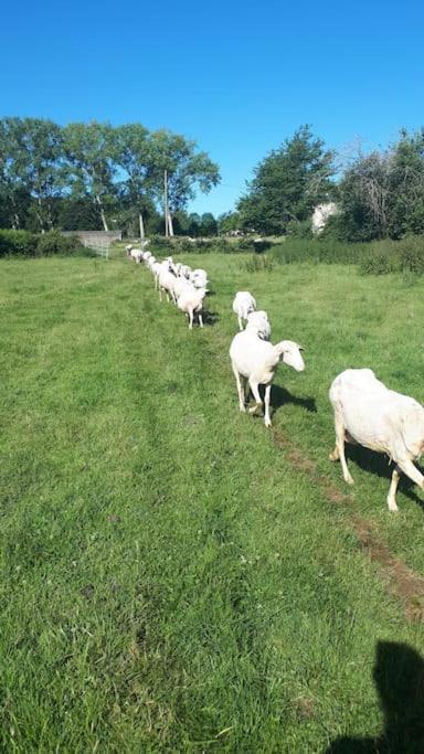 Gite A La Ferme, Avec Animaux, Fromages Et Nature Neuville-les-Decize Dış mekan fotoğraf